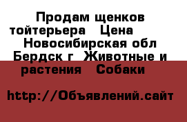 Продам щенков тойтерьера › Цена ­ 6 000 - Новосибирская обл., Бердск г. Животные и растения » Собаки   